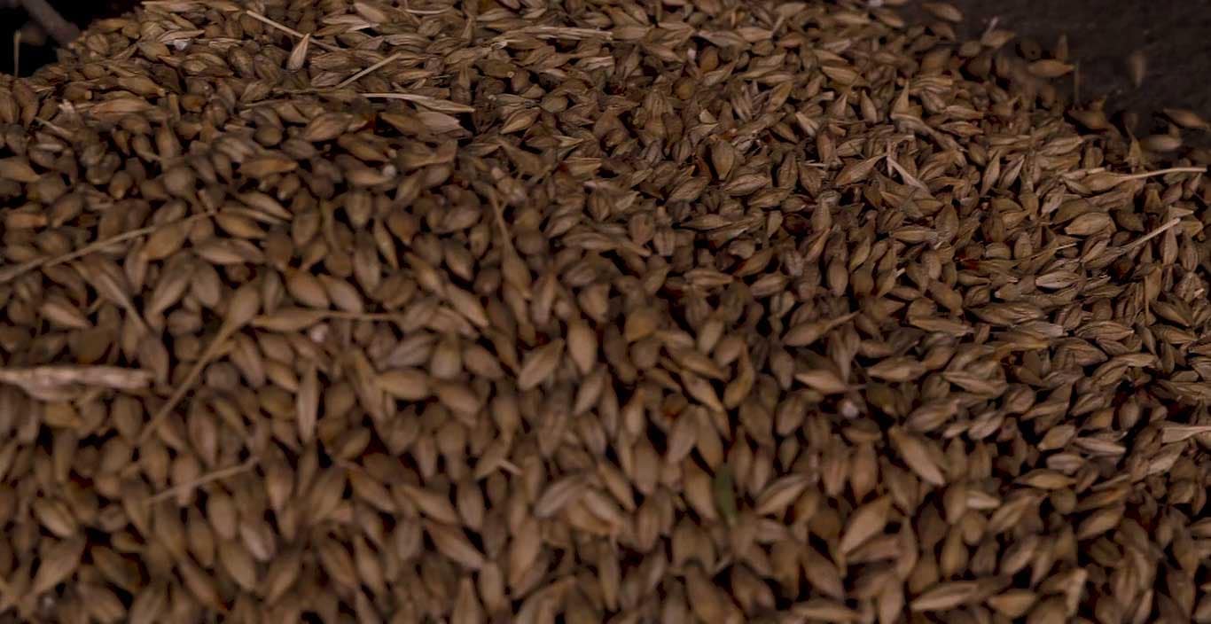 Barley seeds to make the best whiskey in the world